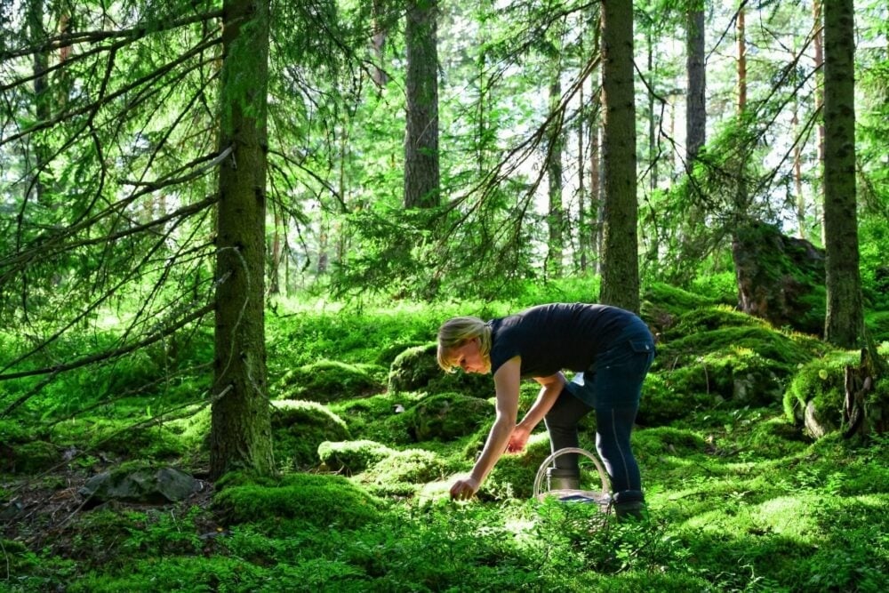 A person is picking berries in a lush, green forest. They are bending down with a basket in hand, surrounded by tall trees and dappled sunlight filtering through the leaves, creating a serene and peaceful atmosphere.
